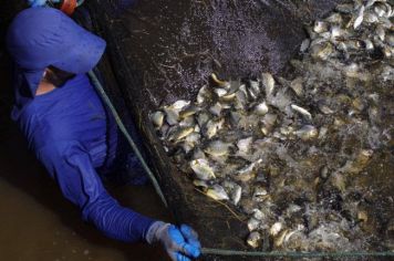 CTG Brasil solta 700 mil peixes no Rio Paranapanema