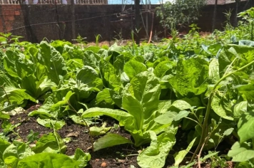 PREFEITURA DE PEDRINHAS PAULISTA REALIZA AÇÃO SUSTENTÁVEL COM DISTRIBUIÇÃO DE HORTALIÇAS PARA BENEFICIARIOS DO PROJETO “VIVA LEITE”.